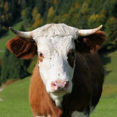 CATEGORY I: ANIMAL AGRICULTURE