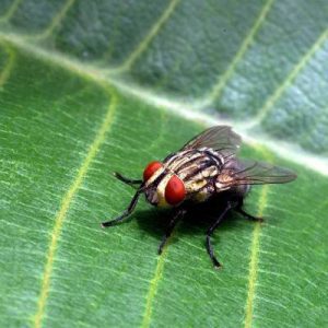 Biting Fly And Other Arthropod Vectors