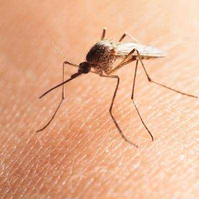 mosquitoes and flies have which are good for biting