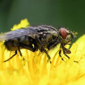 Public Health-Biting Fly