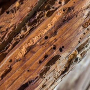 Wood Destroying Pest Control